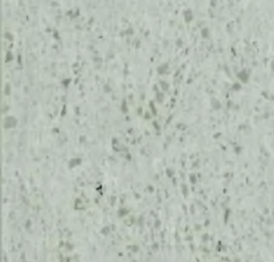 Ash Gray